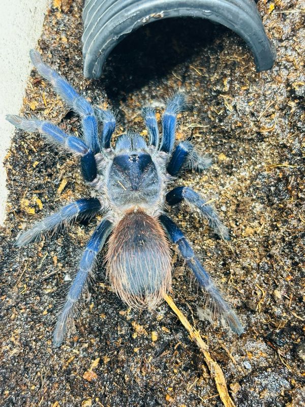Lasiocyano sazimai (3,5cm KL)
