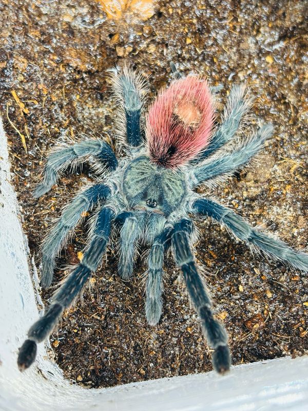 Thrixopelma ockerti (4,5cm KL)
