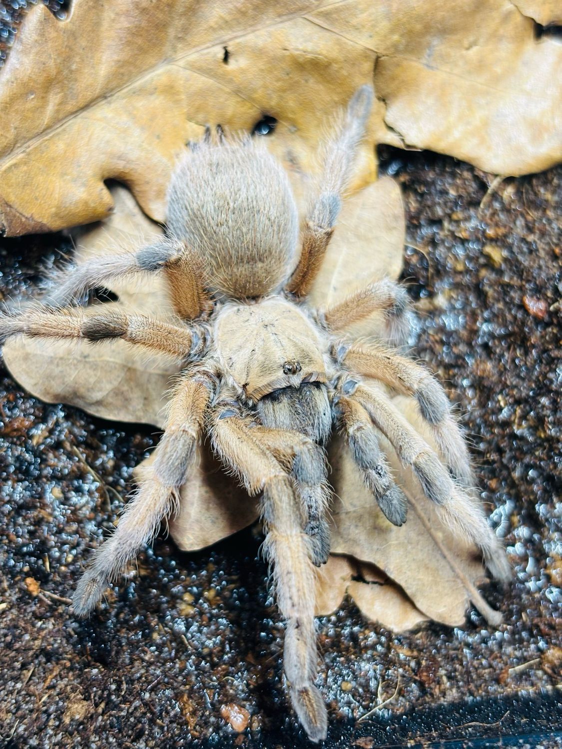 Aphonopelma moderatum (3cm KL)