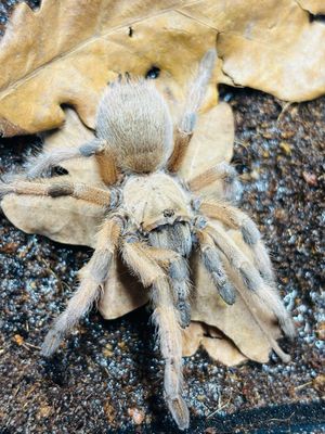 Aphonopelma moderatum (3cm KL)