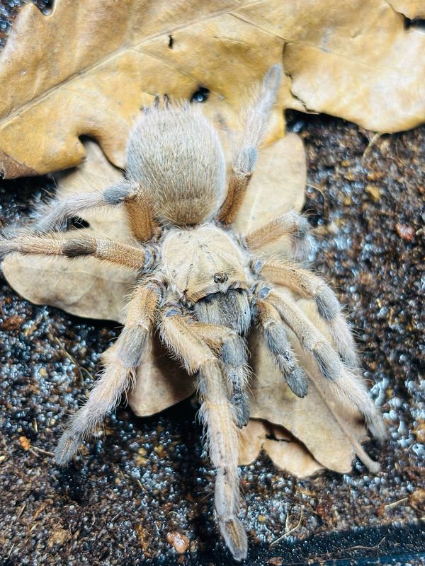 Aphonopelma moderatum (3cm KL)