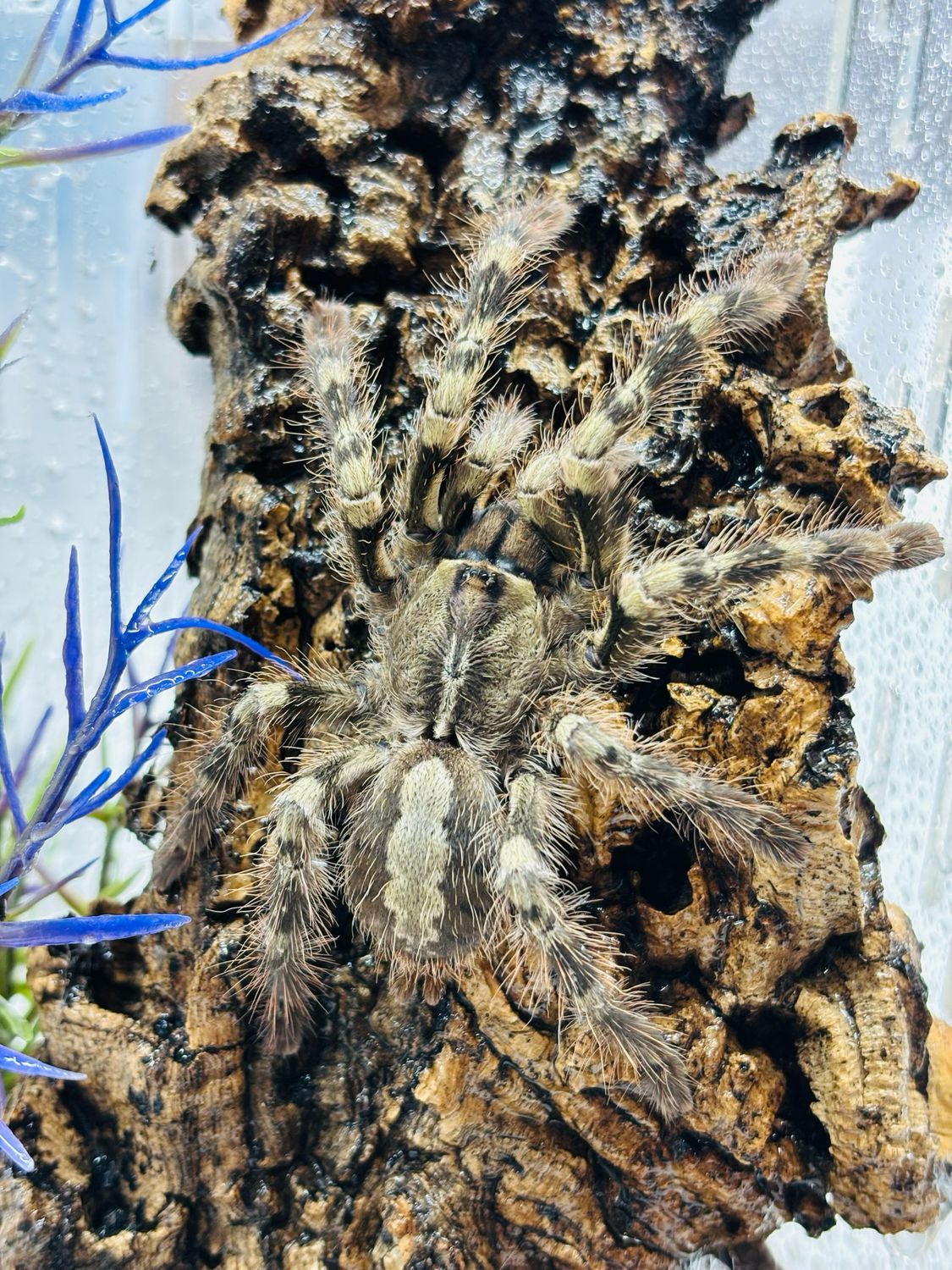 Poecilotheria vittata (4cm KL)