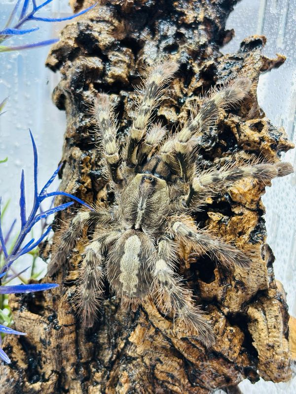 Poecilotheria vittata (4cm KL)