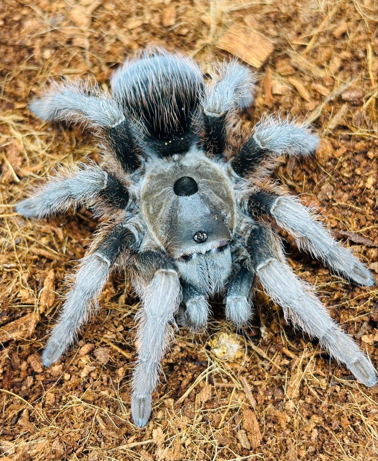 Sphaerobothria hoffmanni (5cm KL)