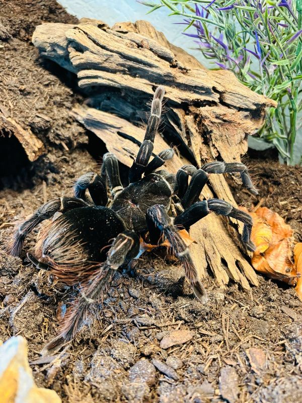 Pamphobeteus antinous - big black (10cm KL)