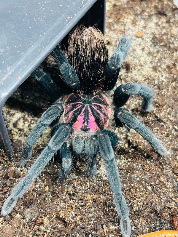 Xenesthis sp. bright (5cm KL)