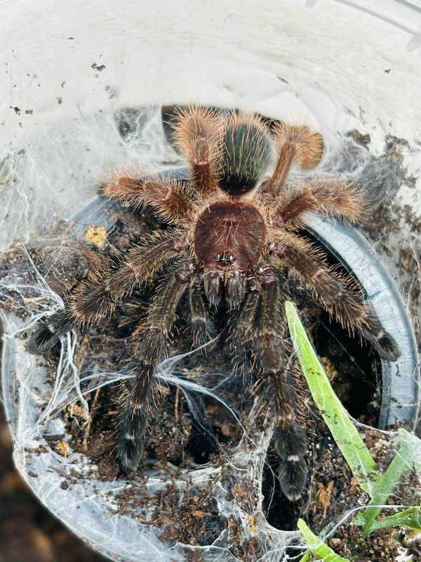 Psalmopoeus victori (2,5cm KL)