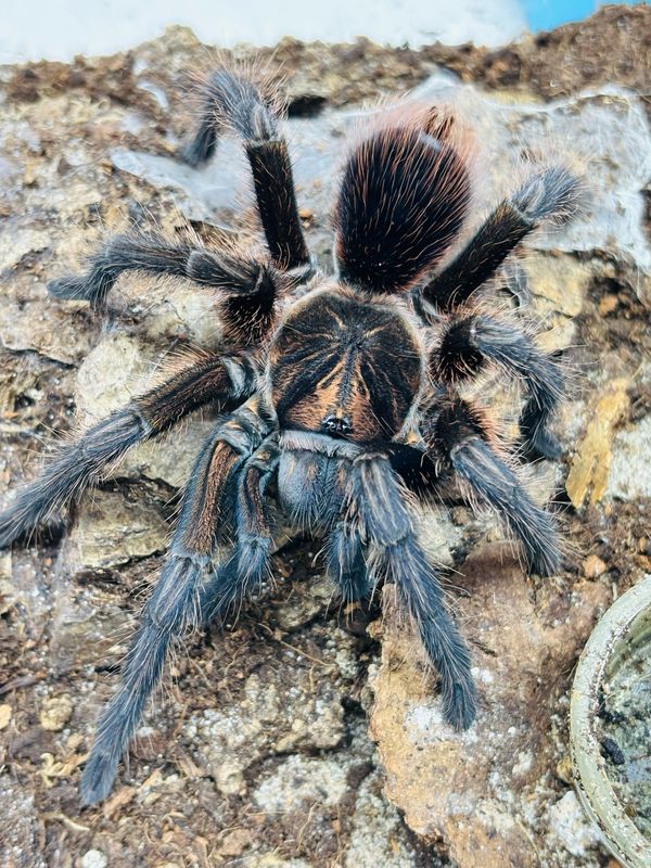 Phormictopus cancerides (6cm KL)