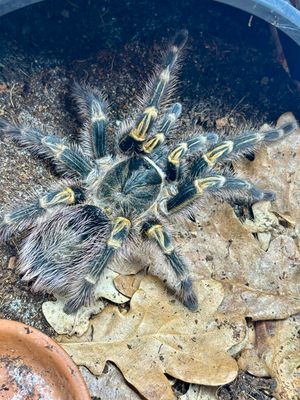 Grammostola pulchripes (6,5cm KL)