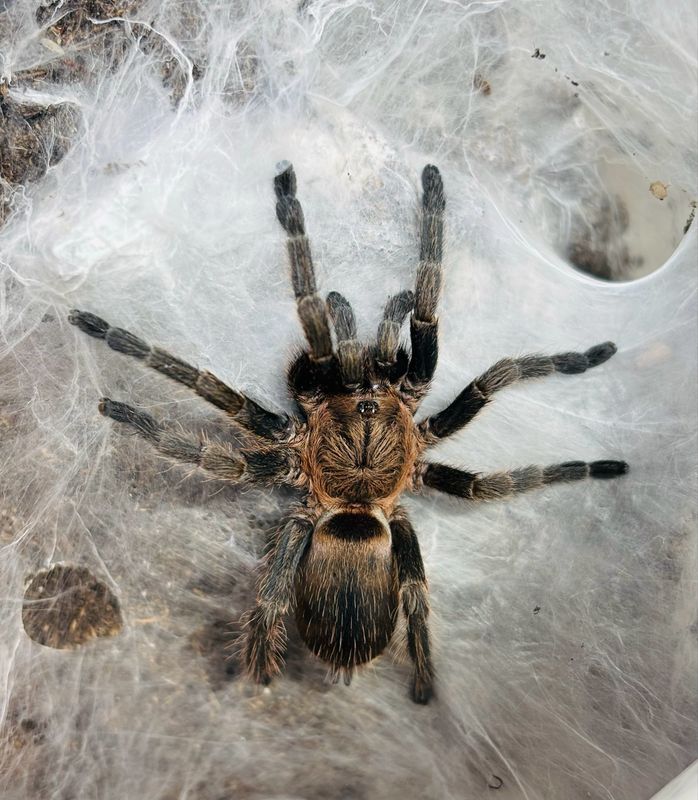 Dolichothele exilis (2,5cm KL)