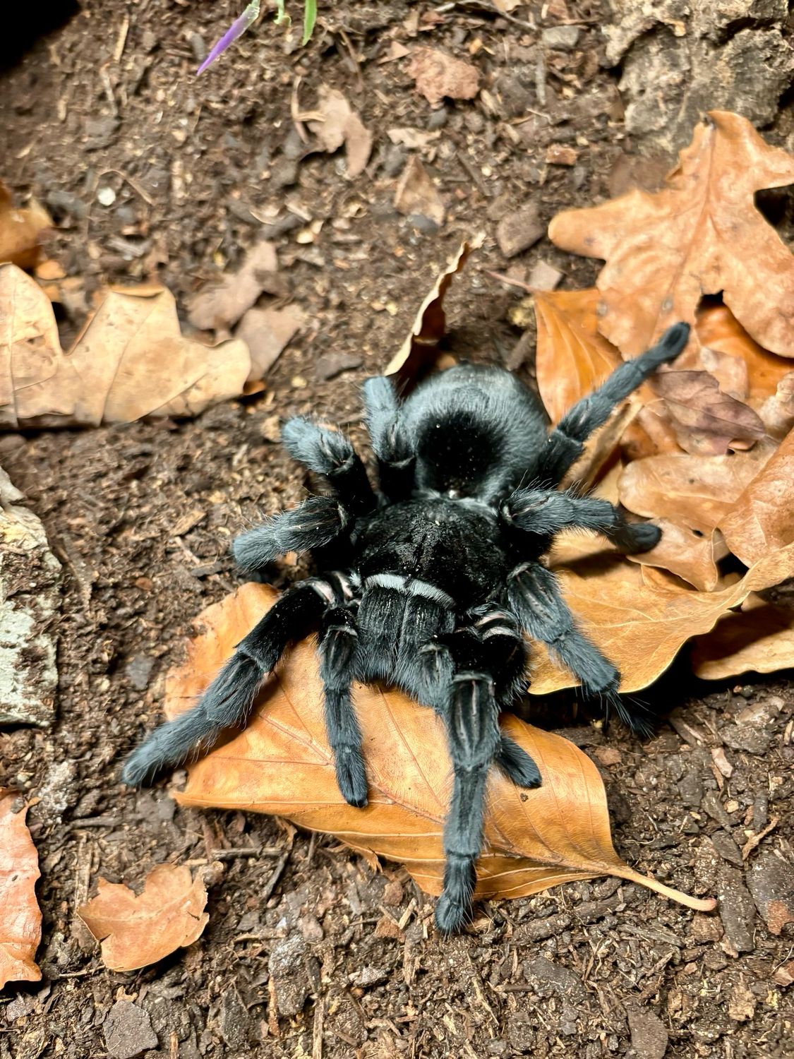 Grammostola pulchra (7cm KL)