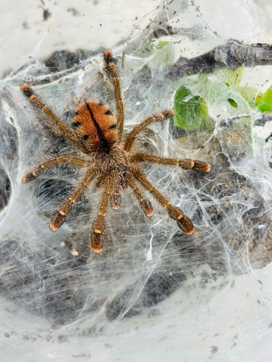Avicularia bicegoi (2cm KL)