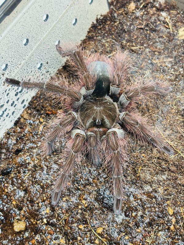 Theraphosa blondi (5cm KL)