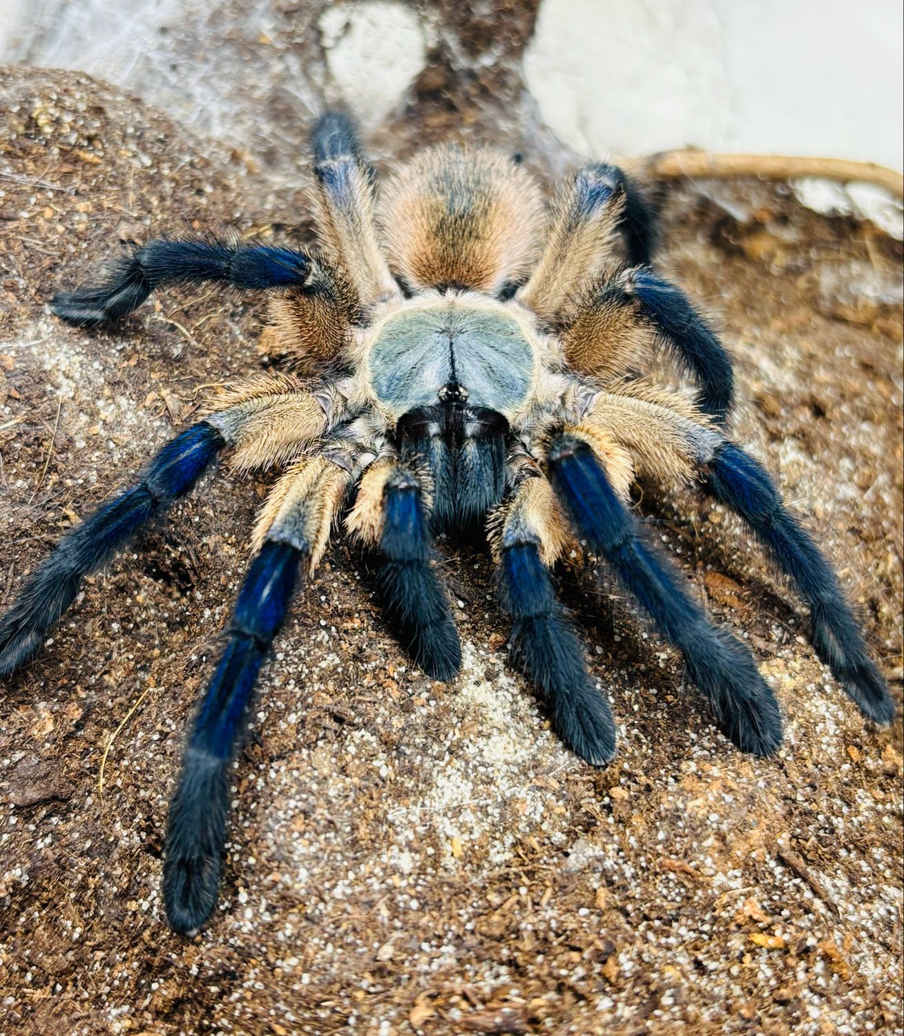 Monocentropus Balfouri (4,5cm KL)