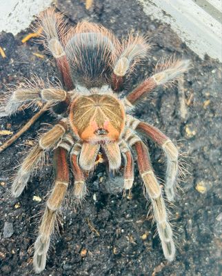 Pamphobeteus platyomma (4cm KL)