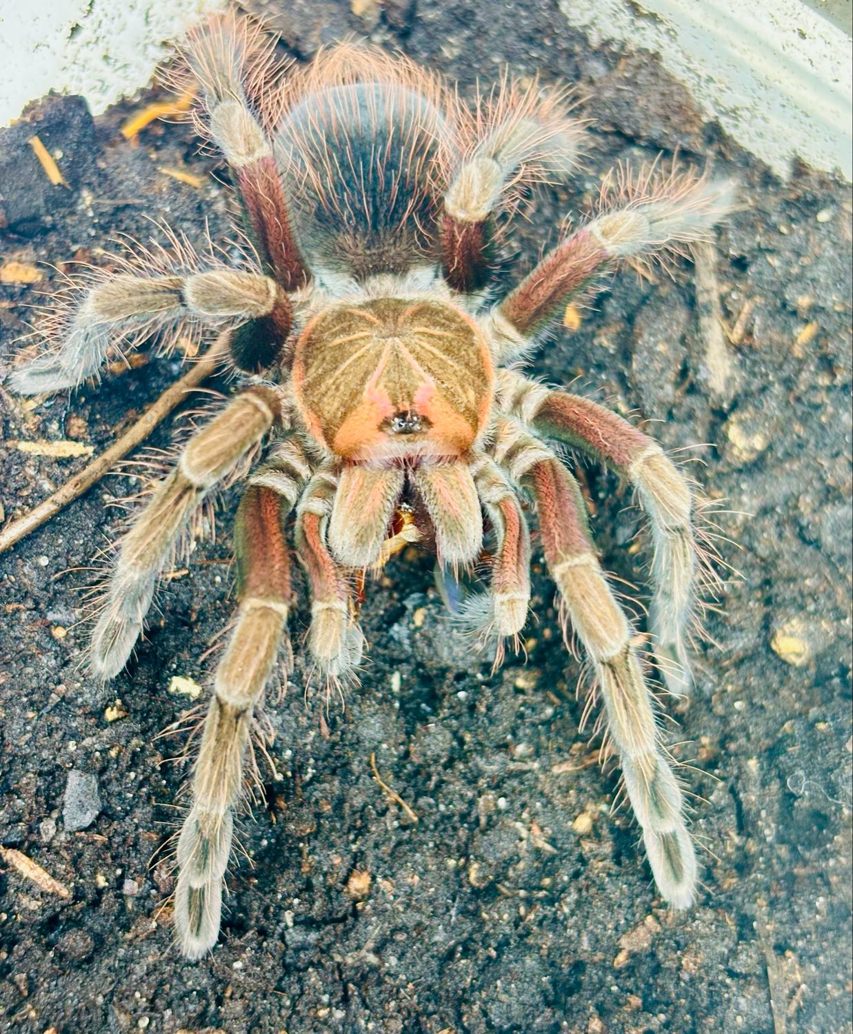 Pamphobeteus platyomma (4cm KL)
