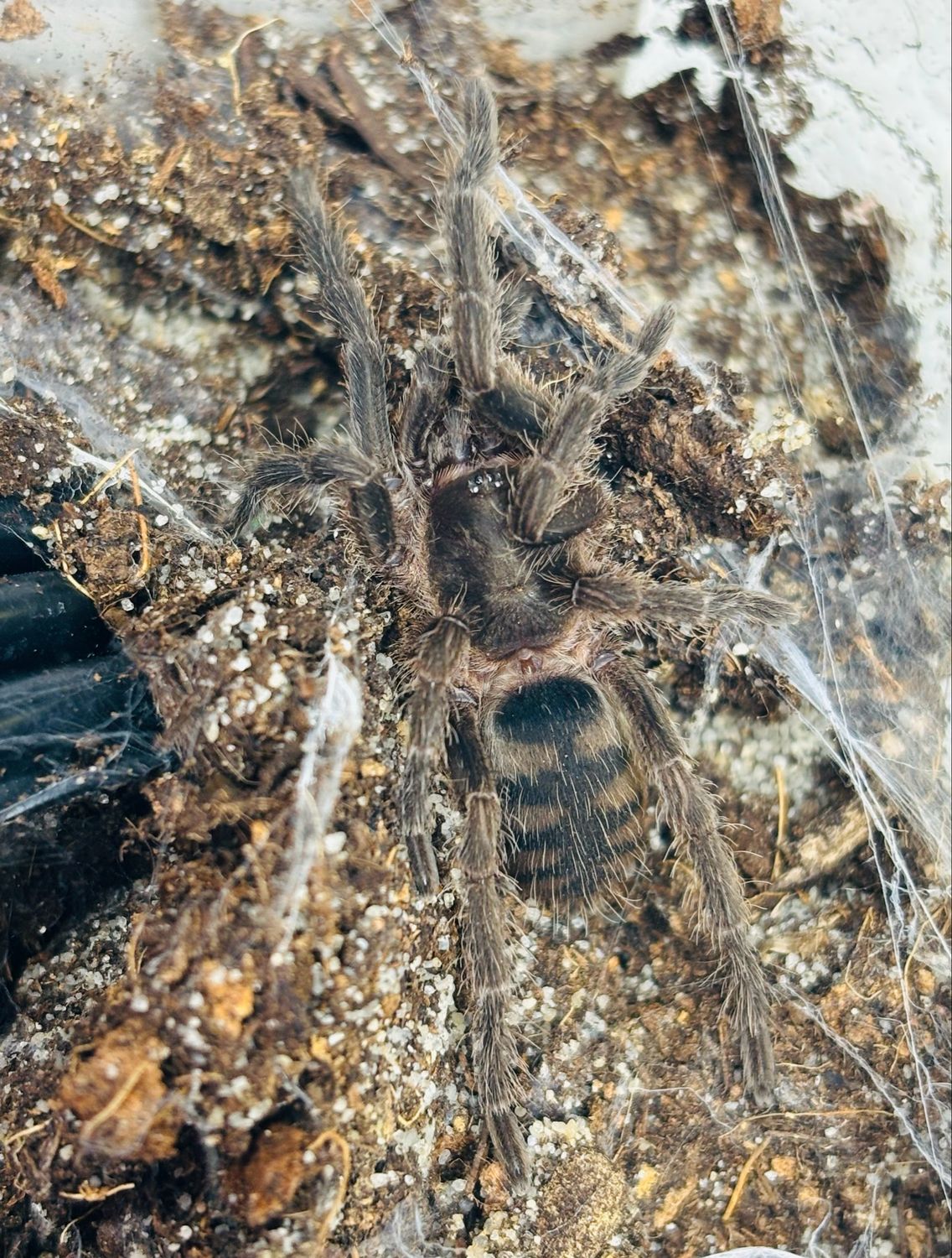 Guyruita cerrado (2cm KL)
