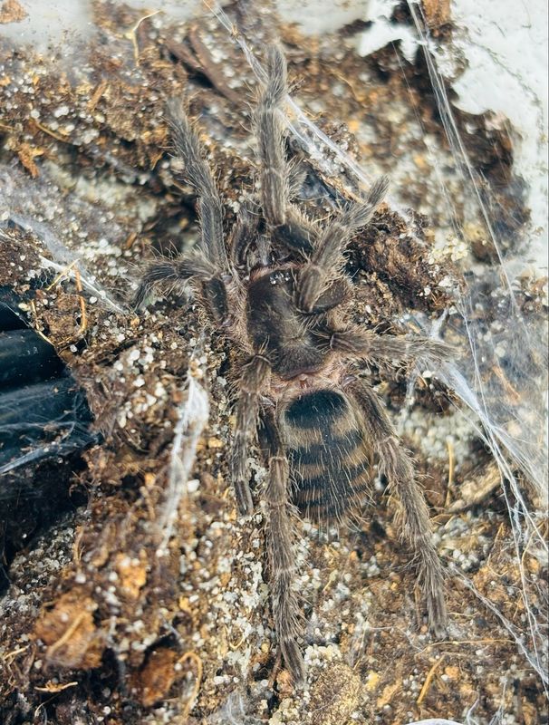 Guyruita cerrado (2cm KL)