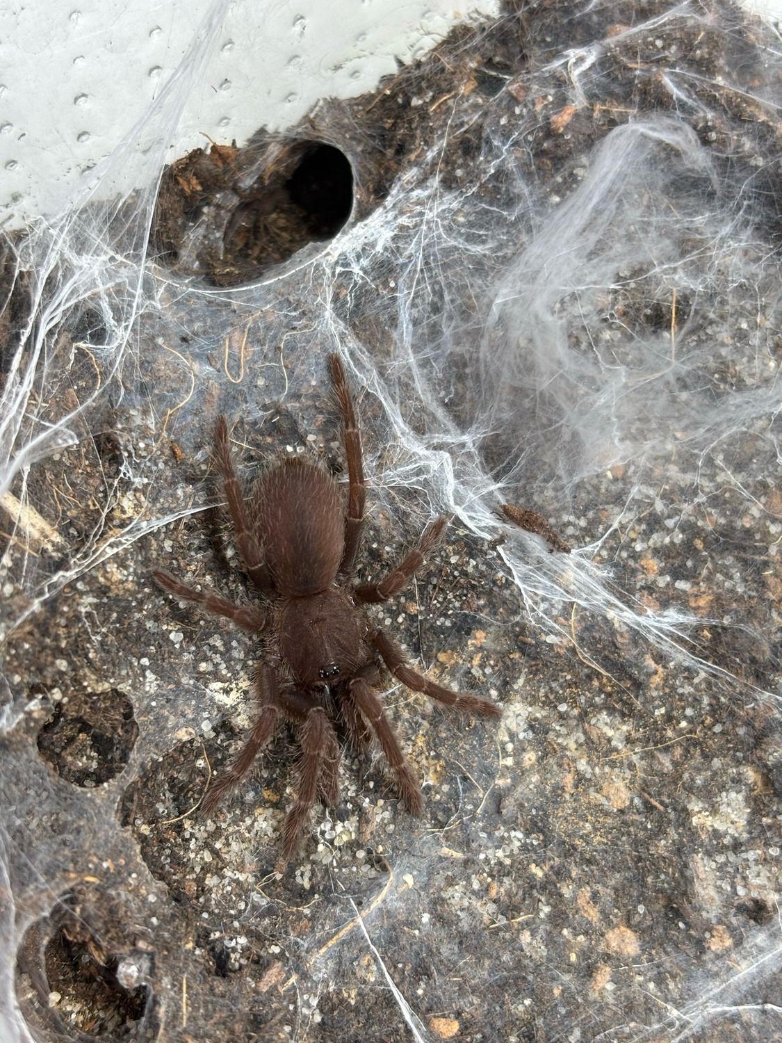 Psedocnemis brachyramosa (1,5cm KL)