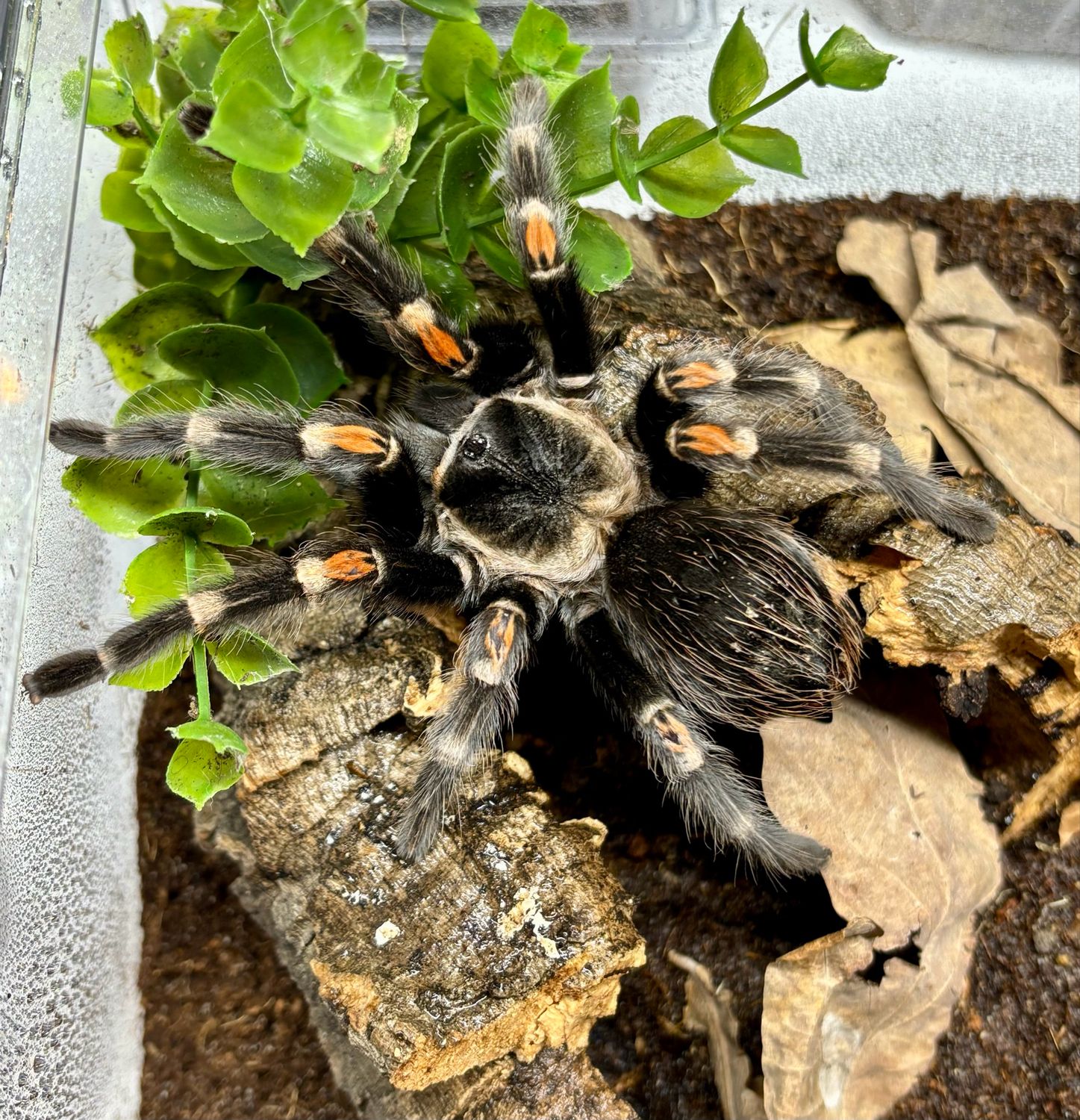 Brachypelma auratum (6m KL)