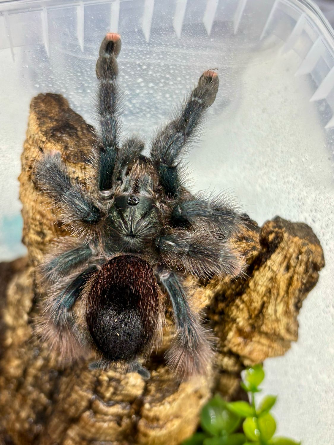Avicularia metallica (5cm KL)