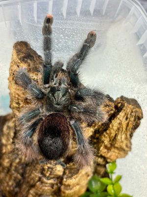 Avicularia metallica (5cm KL)