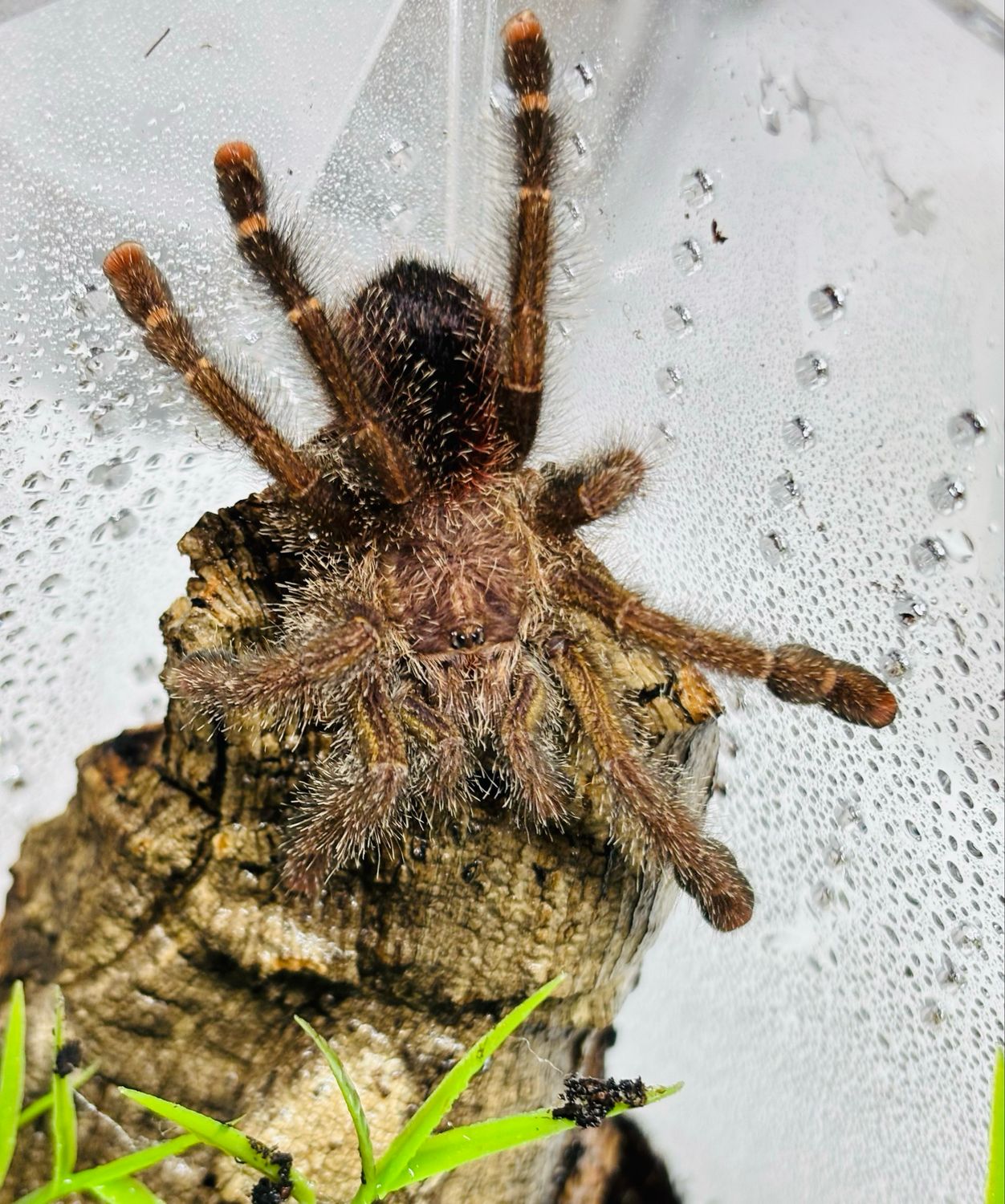 Avicularia bicegoi (3,5cm KL)