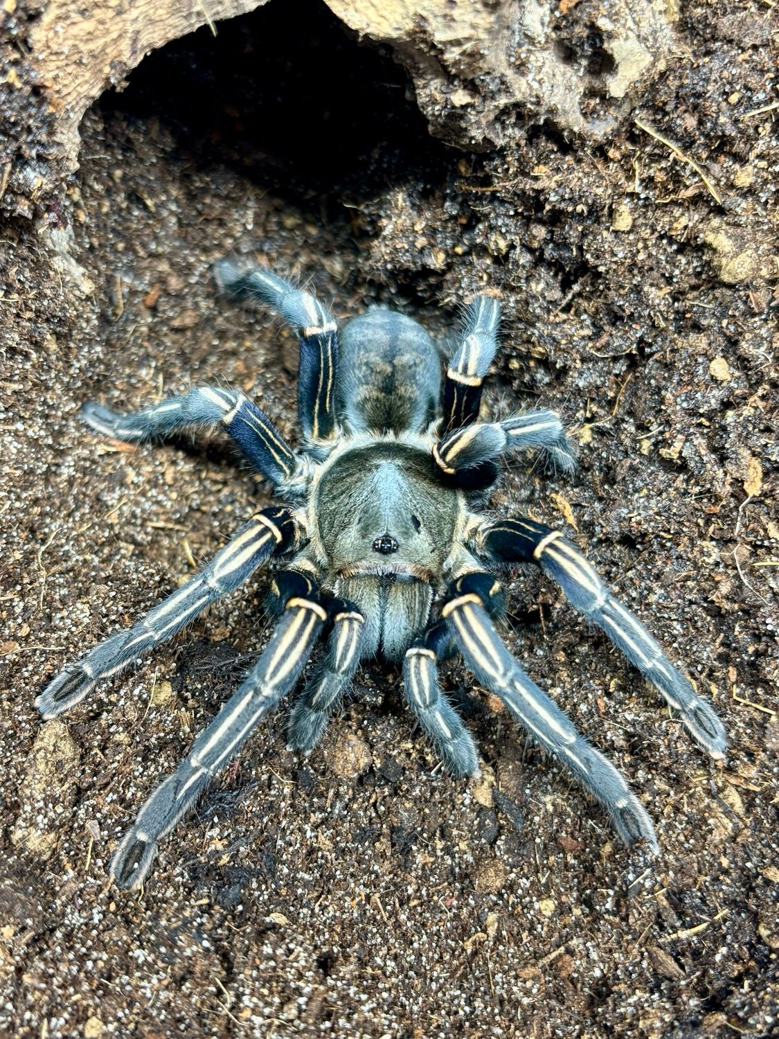 Cyriopagopus albostriatum Ratchasima (5cm KL)