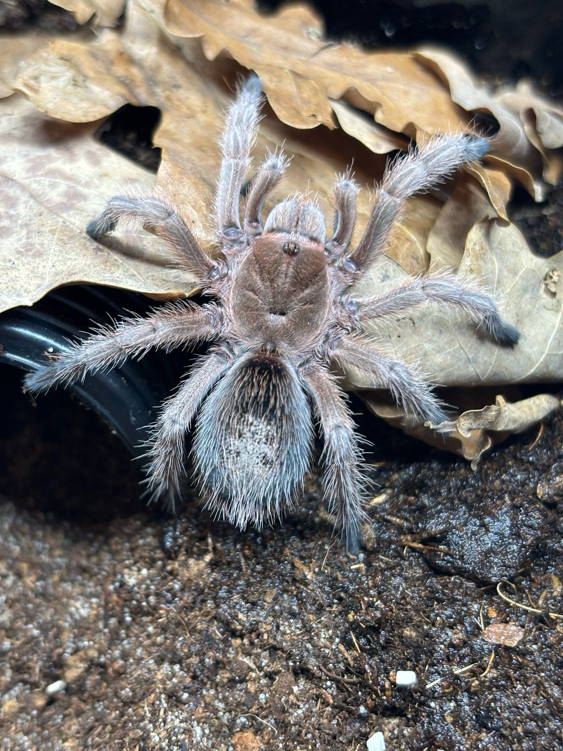 Grammostola rosea red (4cm KL)