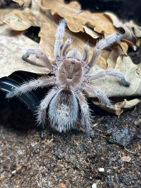 Grammostola rosea red (4cm KL)