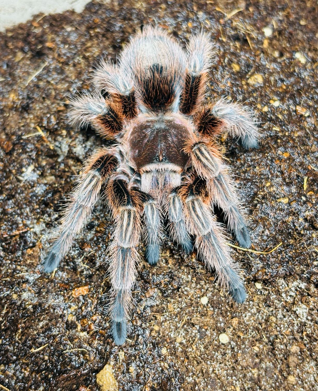 Grammostola rosea red (5,5cm KL)