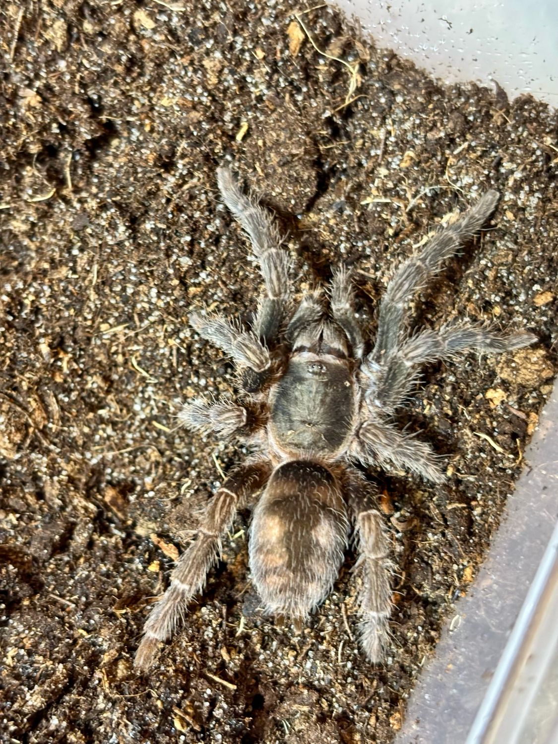 Guyruita cerrado (3cm KL)