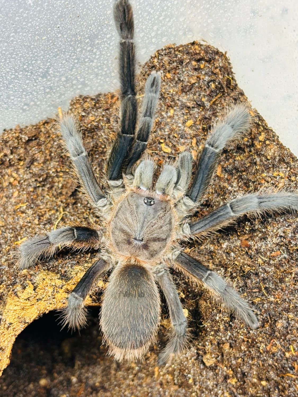 Chilobrachys sp. Kaeng Krachan (6,5cm KL)