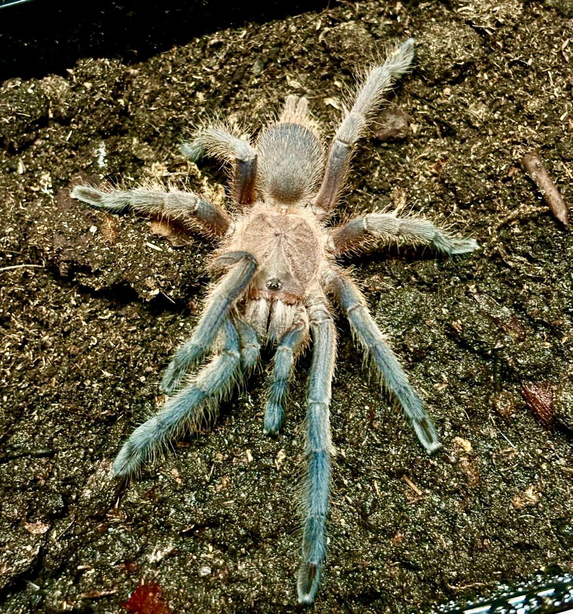 Chilobrachys sp. Kaeng Krachan (2cm KL)