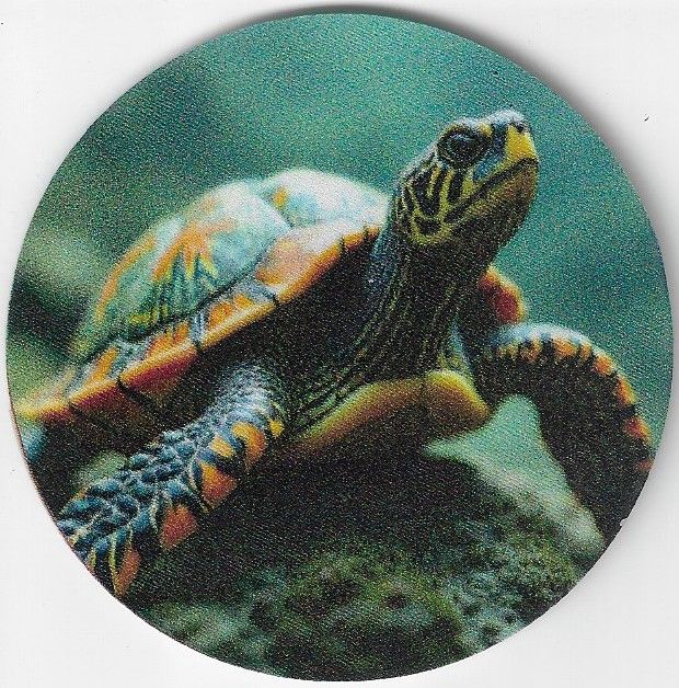 8cm ⌀ Acryl-Magnetplakette Schildkröte Küchenmagnet