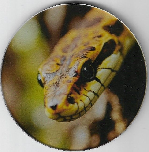 8cm ⌀ Acryl-Magnetplakette Schlange Küchenmagnet