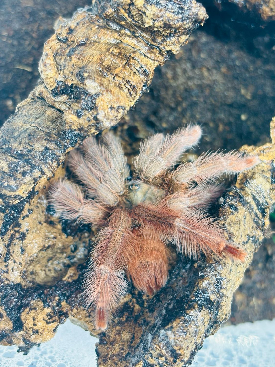 Amazonius germani (3cm KL)