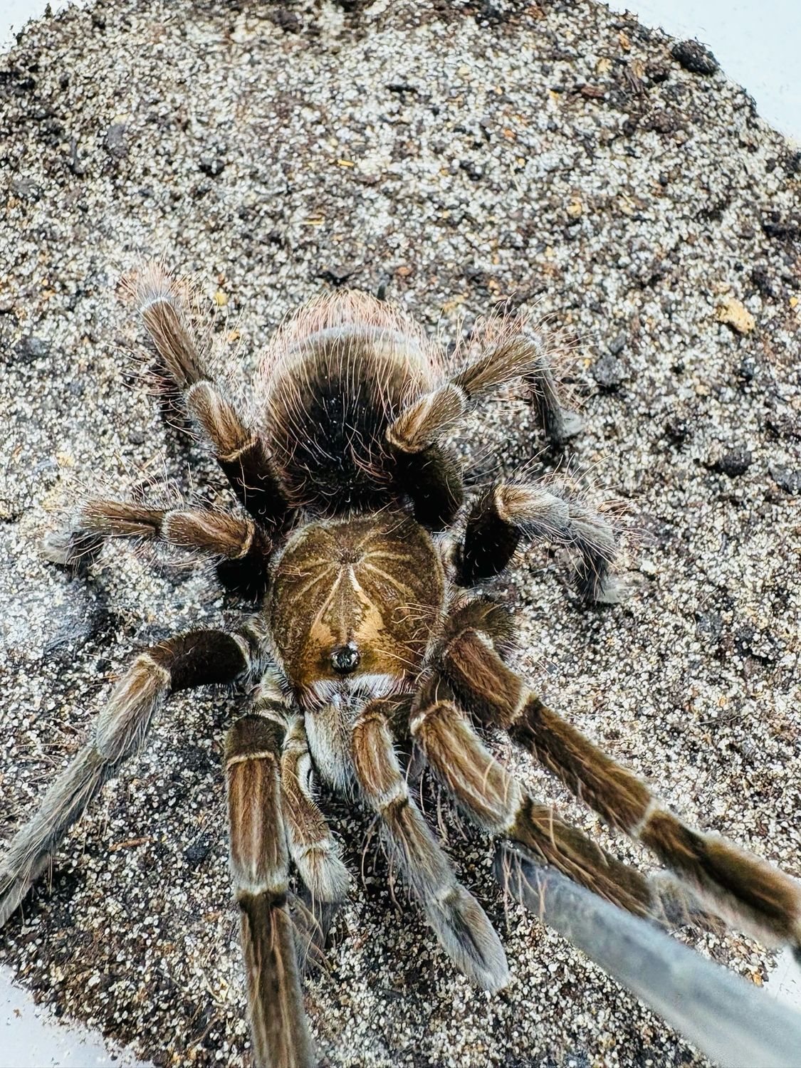 Pamphobeteus cf. nigricolor (5cm KL)