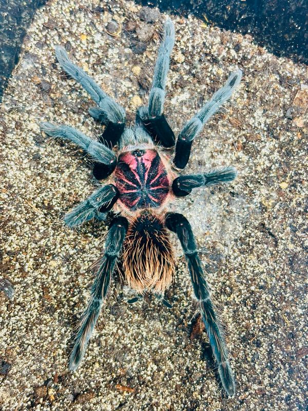 Xenesthis sp. bright (4cm KL)