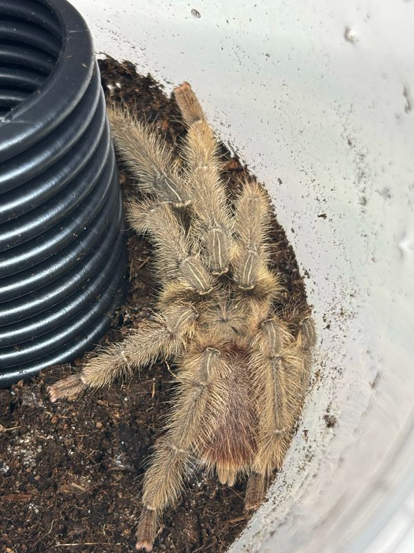 Phormingochilus arboricola (RH 10/25)