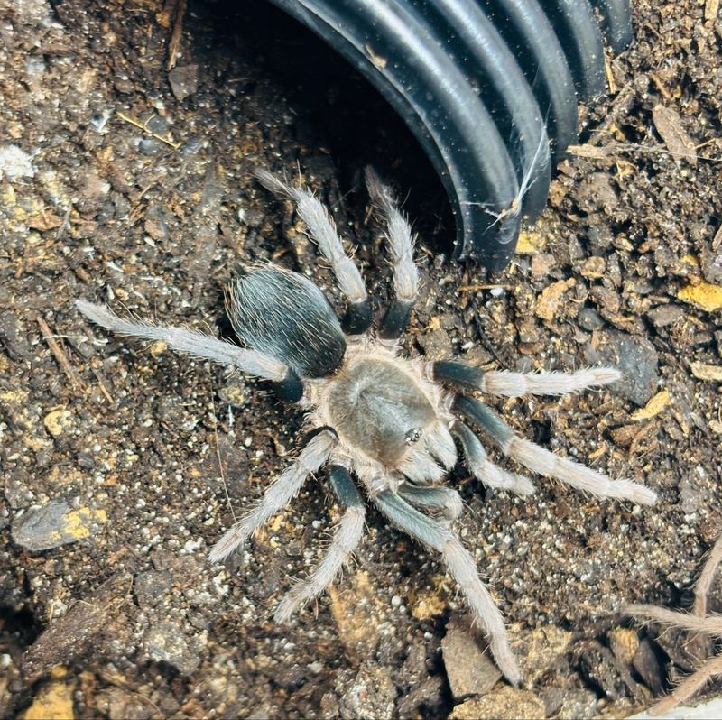 Theraphosidae sp. Rio Shanao (2cm KL)