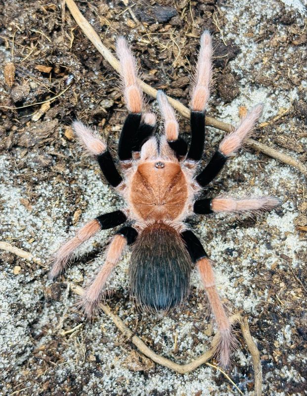 Theraphosidae sp. Mandarina (2,5cm KL)