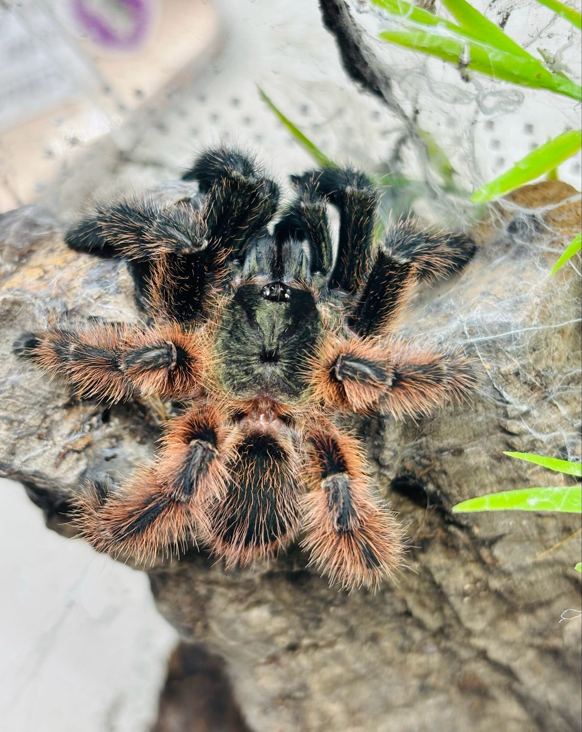 Psalmopoeus victori (4cm KL)