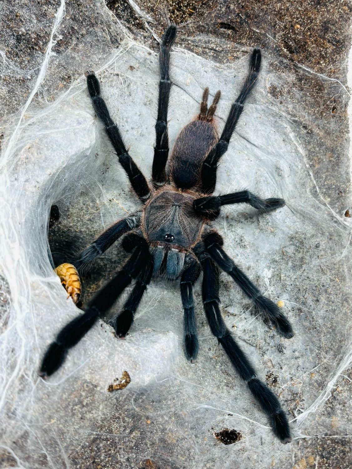 Chilobrachys sp. Kaeng Krachan (6,5cm KL)