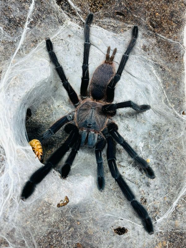 Chilobrachys sp. Kaeng Krachan (6,5cm KL)