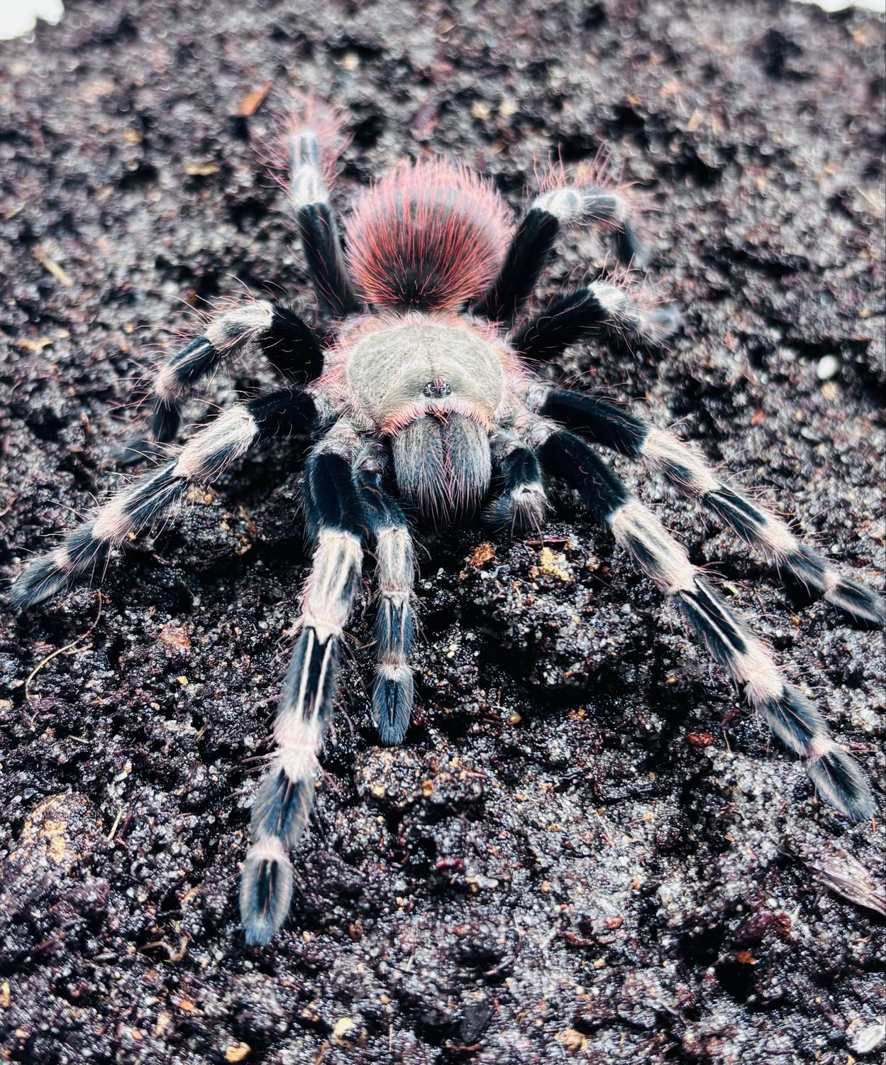 Vitalius chromatus (3,5cm KL)