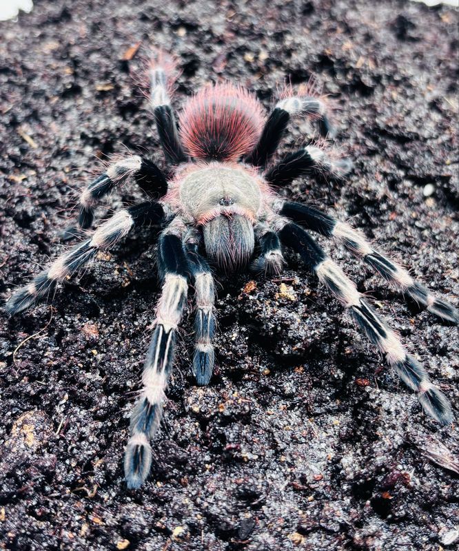 Vitalius chromatus (3,5cm KL)