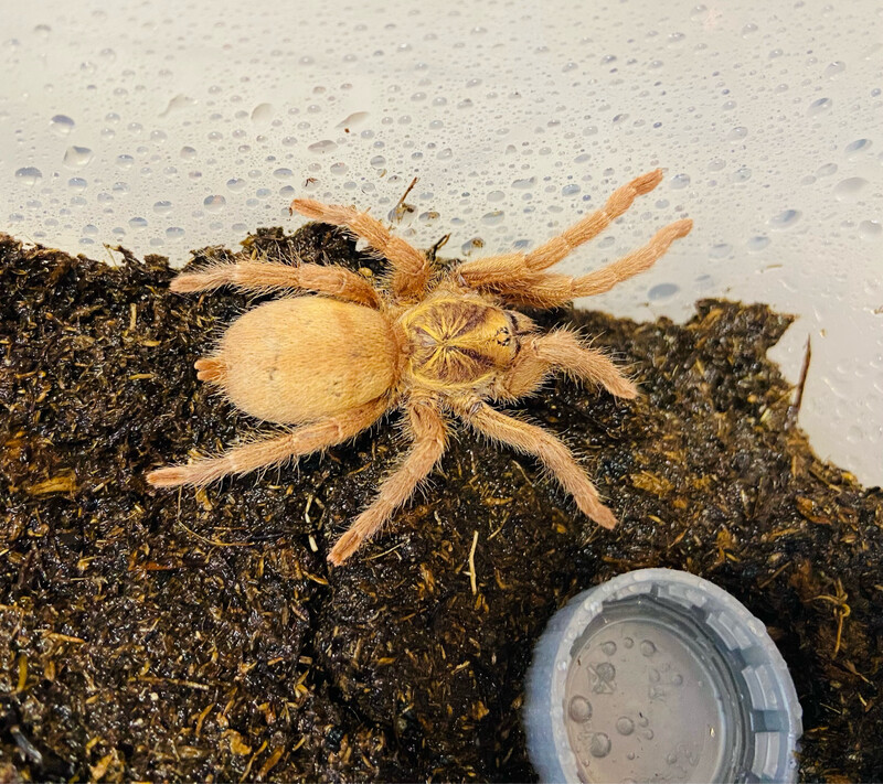 Neoholothele incei gold (2,5cm KL)