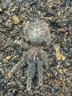 Phormingochilus arboricola (2,5cm KL)