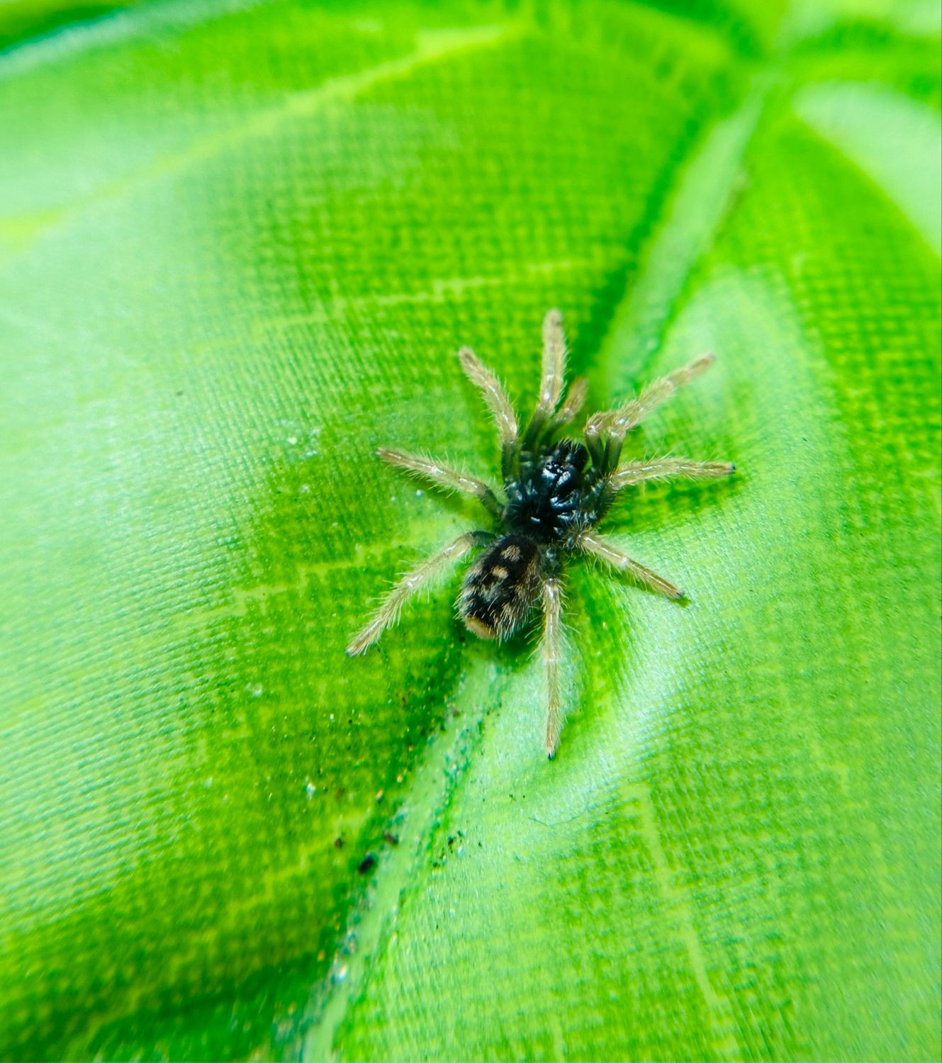 Hapalopus guerreroi (1cm KL)